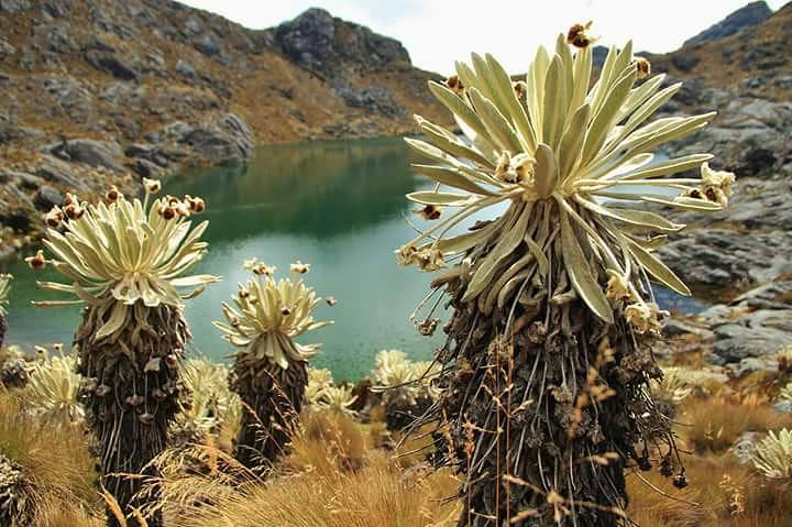 Alianza Verde celebra prohibición de minería en páramos