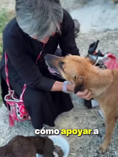 5 perritos me enseñaron a cuidar a los animales